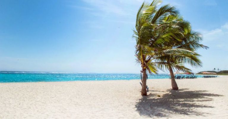 Beach - Green Coconut Trees Near Body of Water