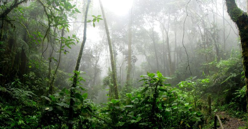 Rainforest - Rainforest surrounded by Fog