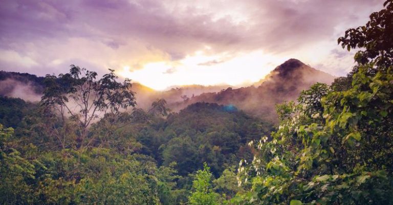 Rainforest - Green Trees and Mountain