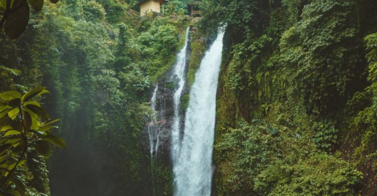 Rainforest - Landscape Photography of Waterfalls Surrounded by Green Leafed Plants