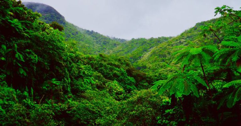 Rainforest - Mountain Covered With Green Trees