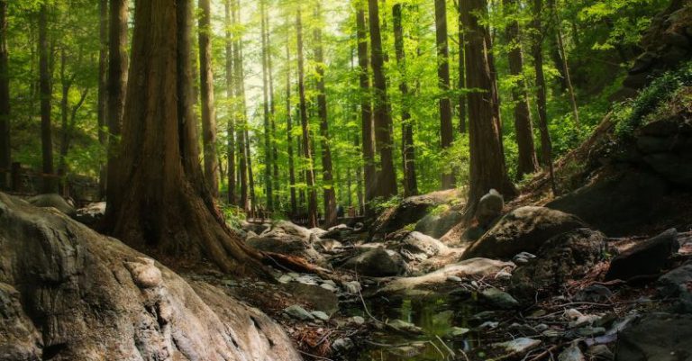 Rainforest - Photography of Forest During Daytime