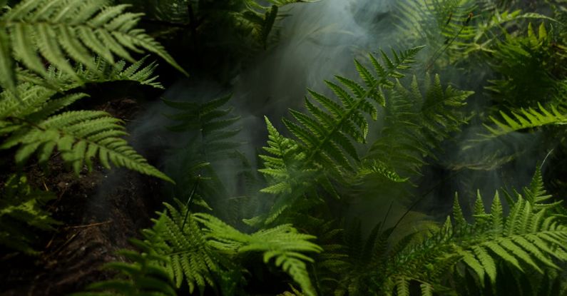 Rainforest - Photo of Fern Plants