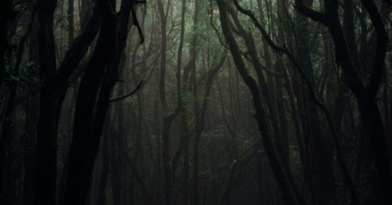 Rainforest - Trees on a Dark Forest