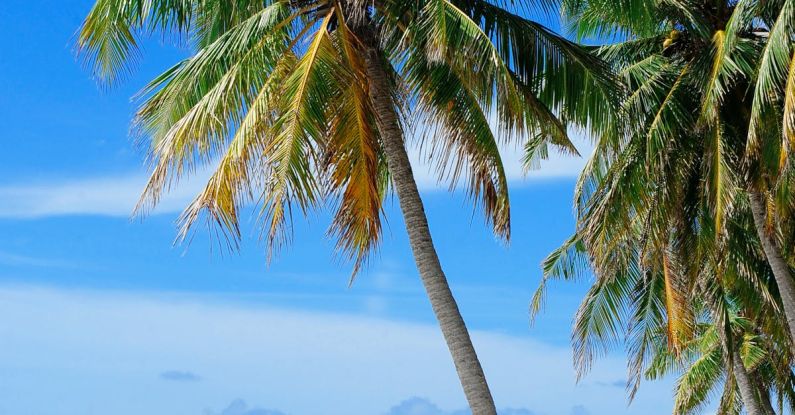 Beach - Coconut Tree Near Body of Water Under Blue Sky