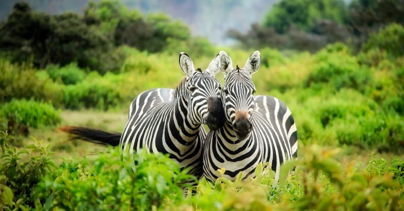 Wildlife - Zebras on Zebra