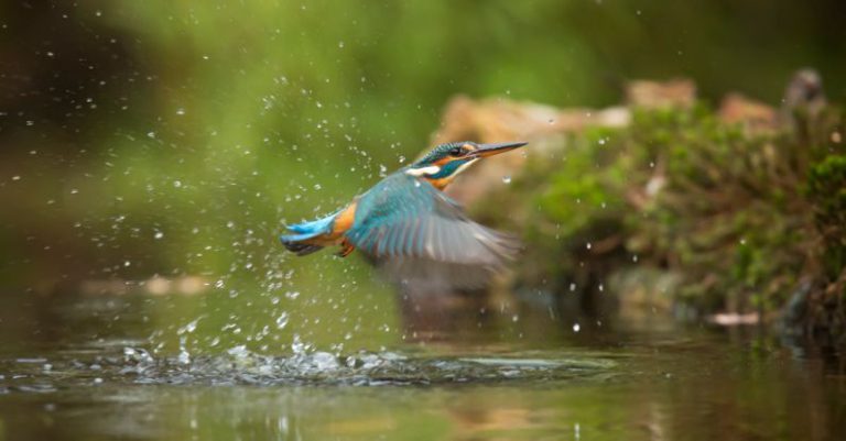 Wildlife - Photo of Common Kingfisher Flying Above River