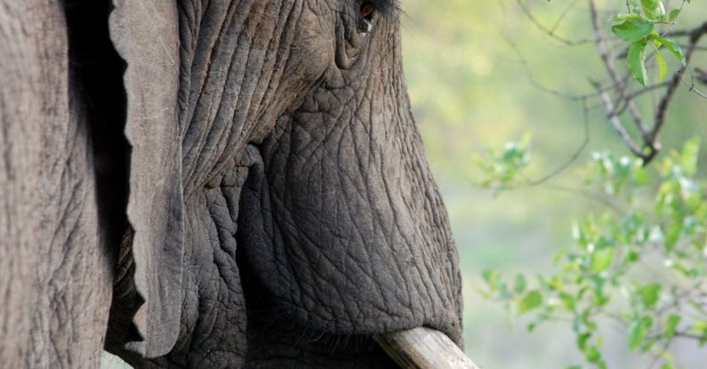 Wildlife - Grey Elephant Beside Green Leafed Tree