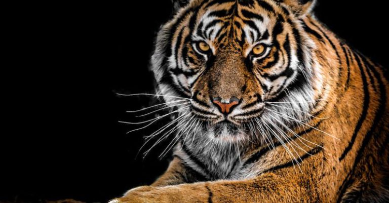 Wildlife - Close-Up Photography of Tiger