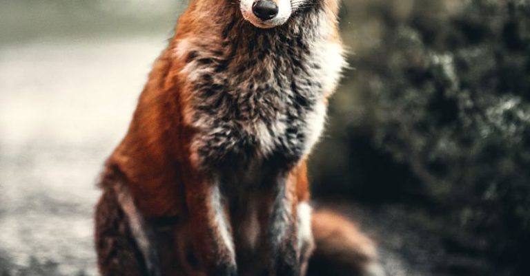 Wildlife - Photo of Fox Sitting On Ground