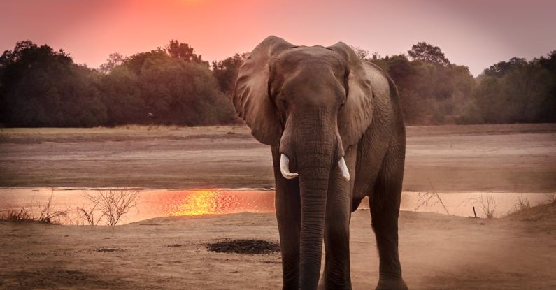 Wildlife - Wildlife Photography of Elephant during Golden Hour