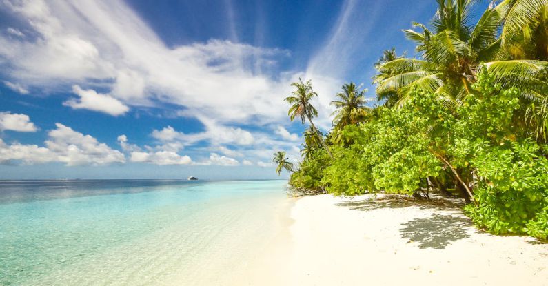 Beach - Green Trees Near Seashore Under Blue Sky