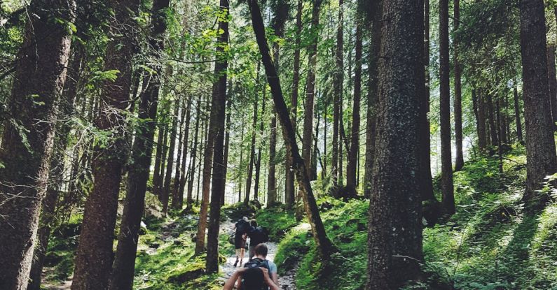 Hiking - Four People Walking on Gray Path Surrounded by Tall Trees