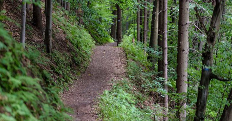 Hiking - Empty Road Surrounded With Green Trees